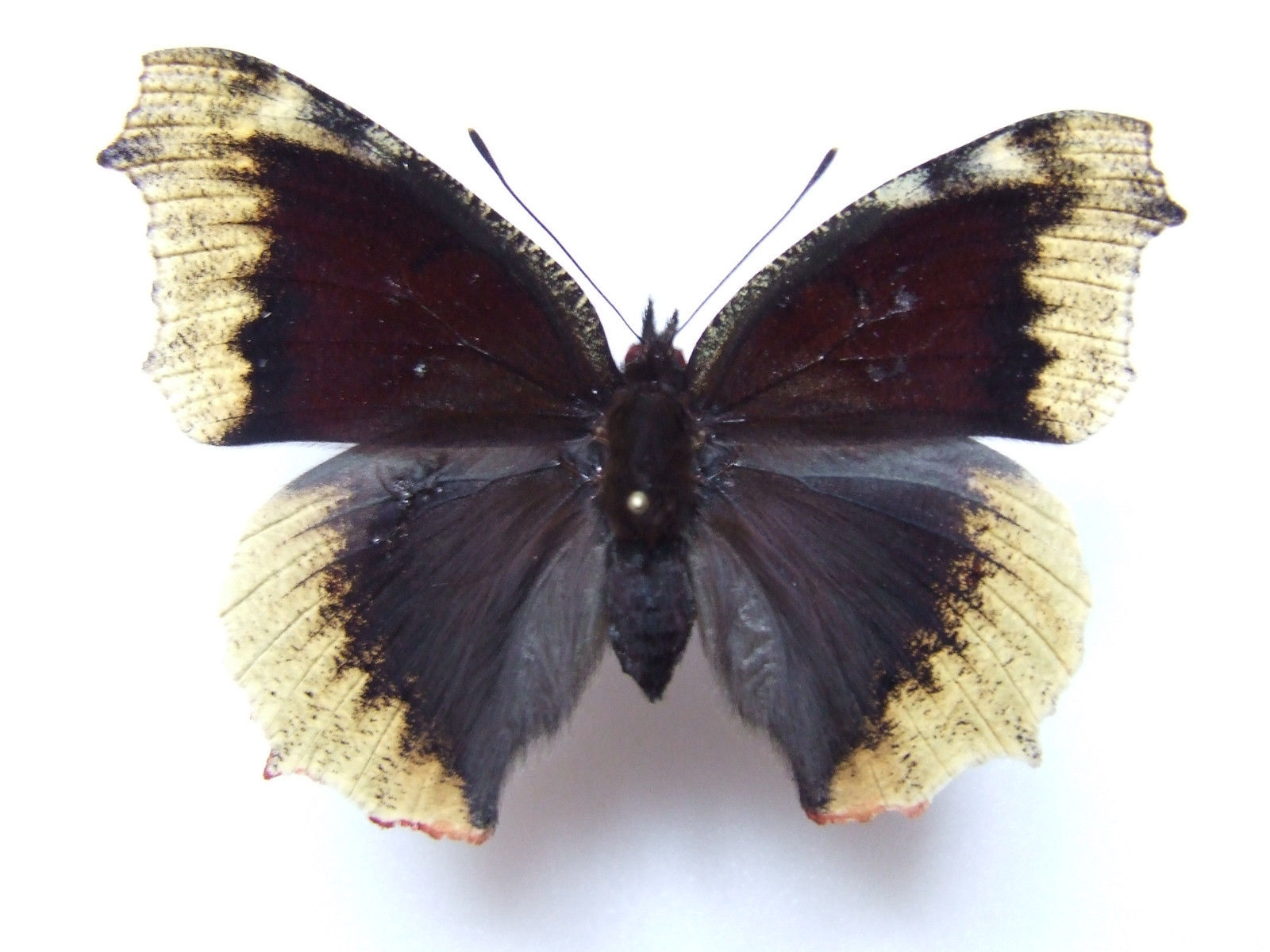 Nymphalis antiopa (gynandromorph) Internet Image property of respective owner, non-commercial use only